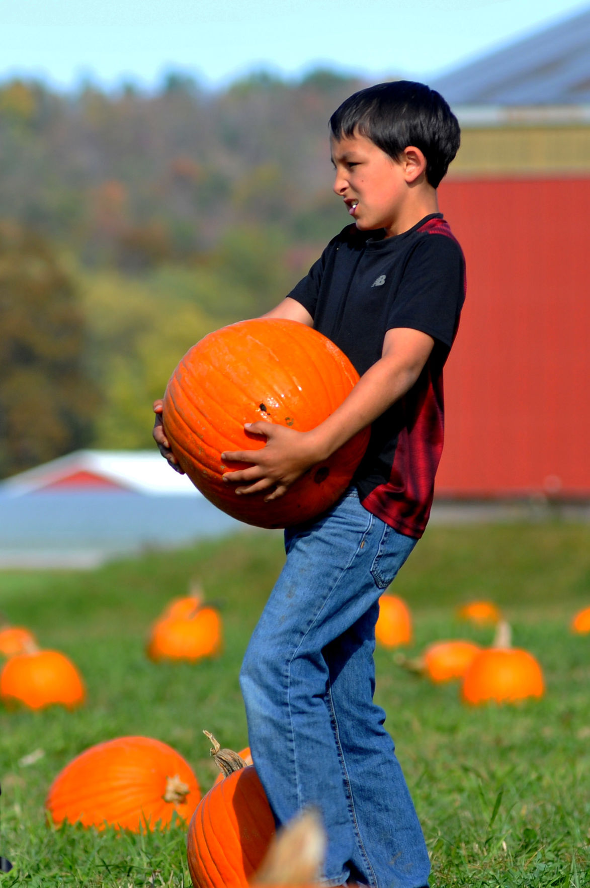Carter Parks, 9, picks a pumpkin